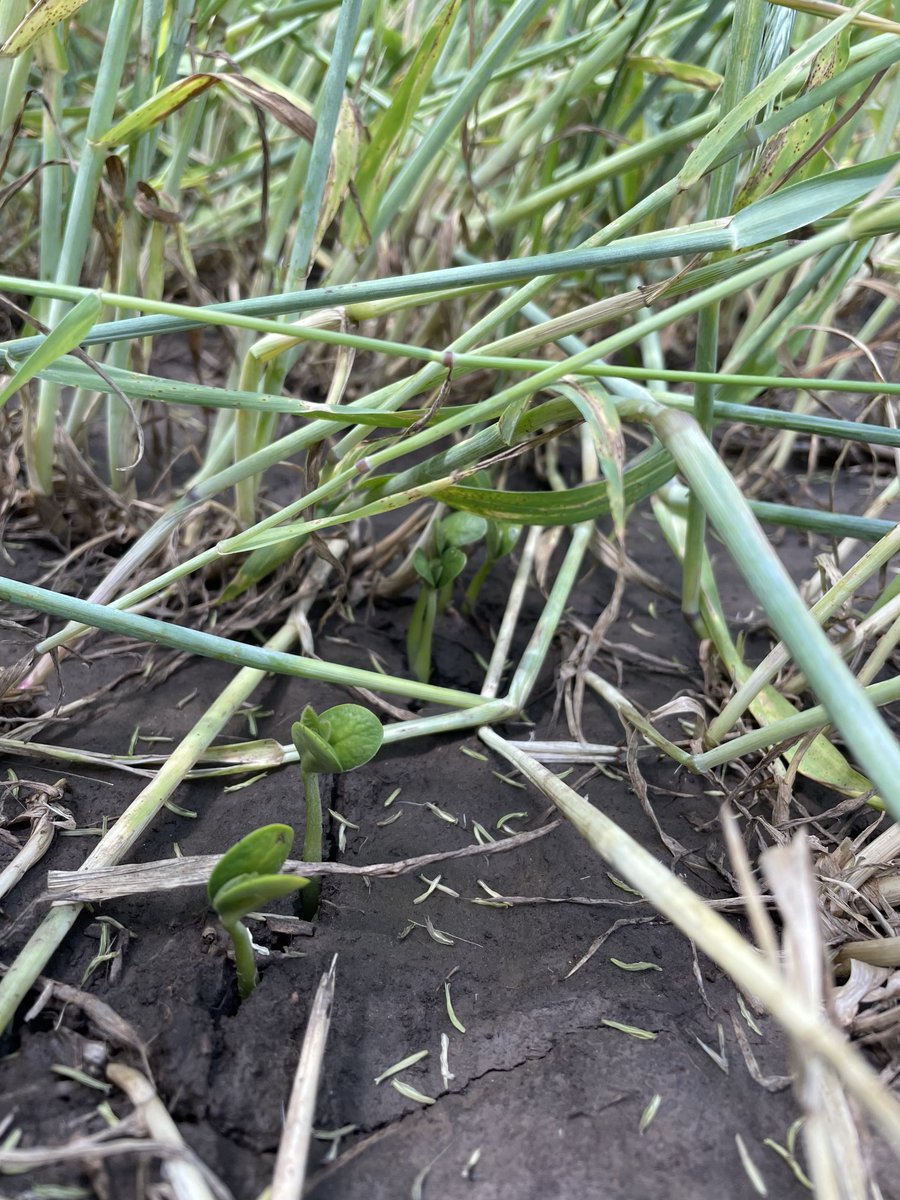 Soybeans popping up through our rye in our ⁦@WISoyCheckoff⁩ termination timing experiment. Left will be terminated this week and right was terminated 2 weeks ago with glyphosate