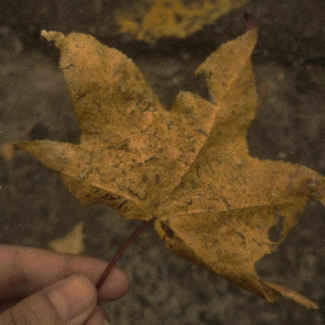 abalomicaela's tweet photo. 🍂🤎 https://t.co/yPMhEqnR6p