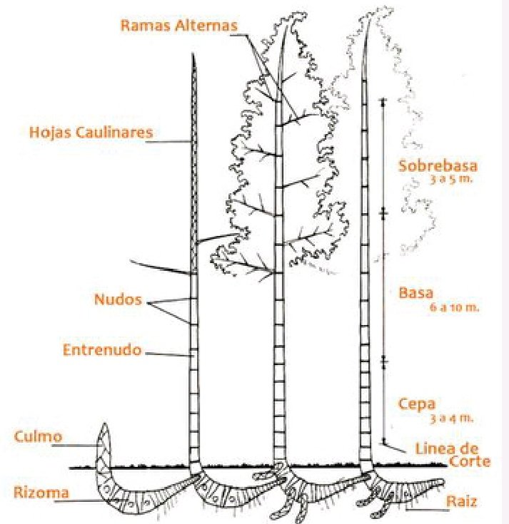 Es muy probable que un Guadual se desplace en un movimiento en masa profundo, como ocurrió acá con la Bambusa vulgaris. Sus sistemas de raíces y rizomas son tallos horizontales abundantes, pero a ras d suelo o poco enterrados.