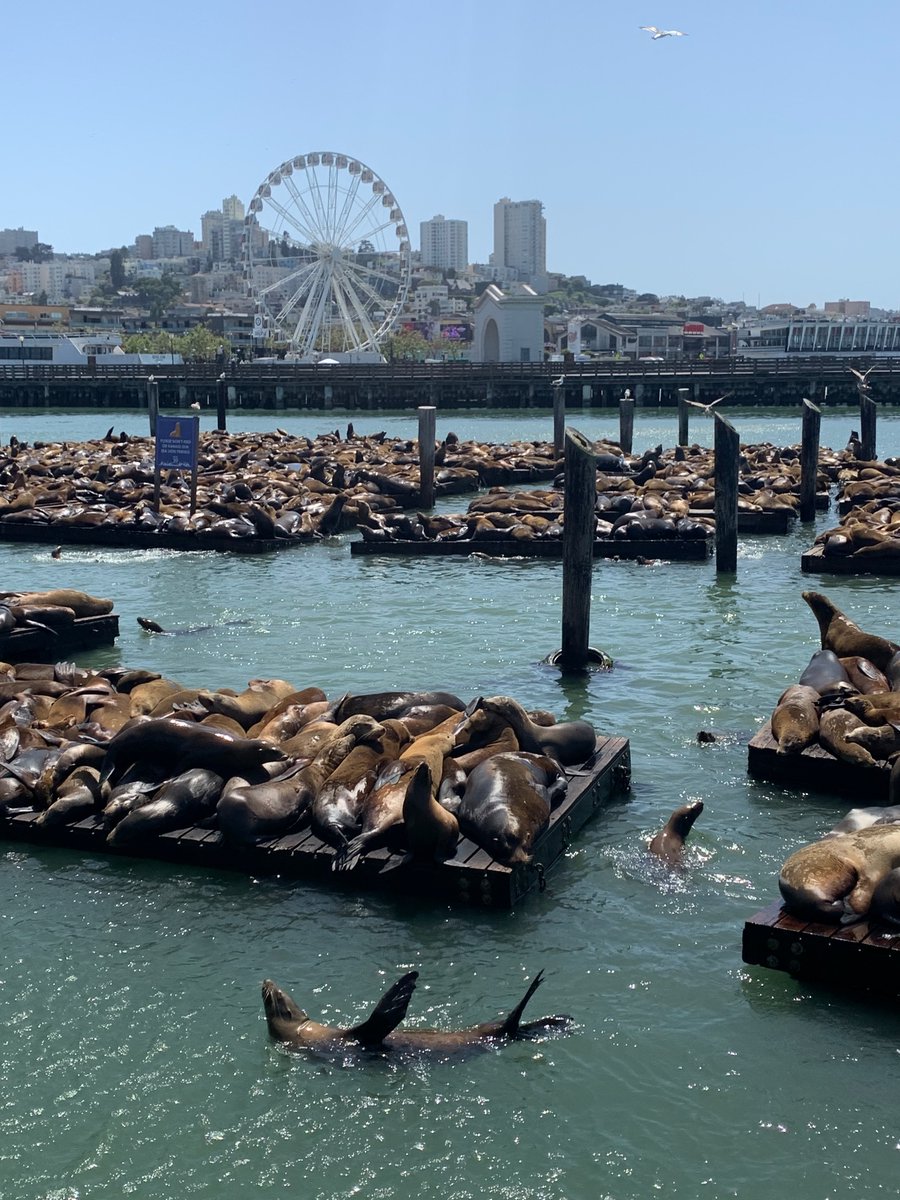 heavyredaction's tweet image. More sea lions at Pier 39 right now than in the last 15 years apparently