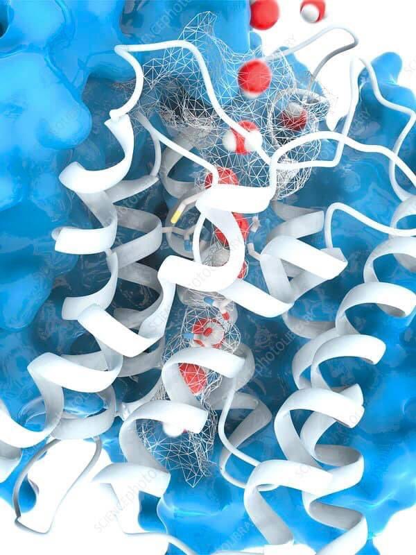 How Cells Drink Water 

How do water molecules travel in and out of a cell? The plasma membrane (the structure that encapsulates the cell) is comprised of lipids (fatty molecules) and is not very permeable to water. 

This question perplexed scientists for a long time, until it