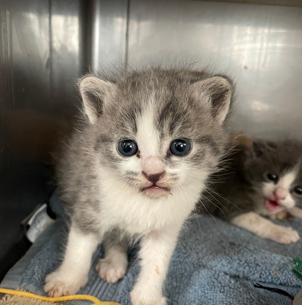 The kittens are coming! The kittens are HERE!! 🙀 Litters, singletons, kittens with mamas are coming in daily. How can you help? ibit.ly/bgGwQ 😻DONATE😻 Needed items & funds. 😽ADOPT😽 Meet your Friend for Life! 😺FOSTER😺 We furnish the supplies, you supply the TLC.