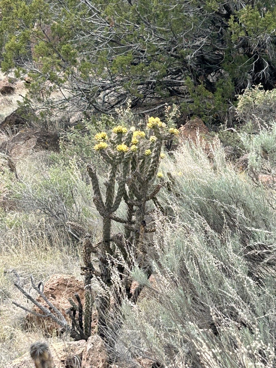 tekitourabbit's tweet image. この前母国に帰りました。
サボテンピクミンありかな？