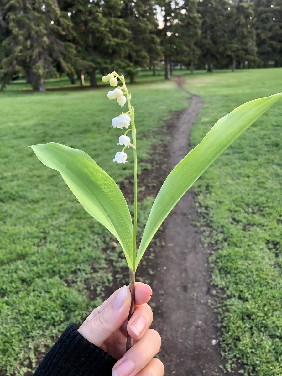 Alors OUI, il fait 4 degrés, mais j’ai trouvé sur mon chemin un champs de muguet et je suis bien contente 😄