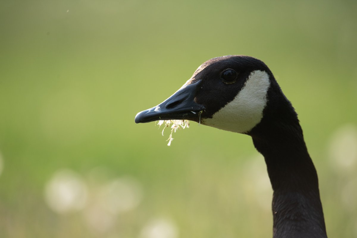 Honky devils are huge fans of no-mow may