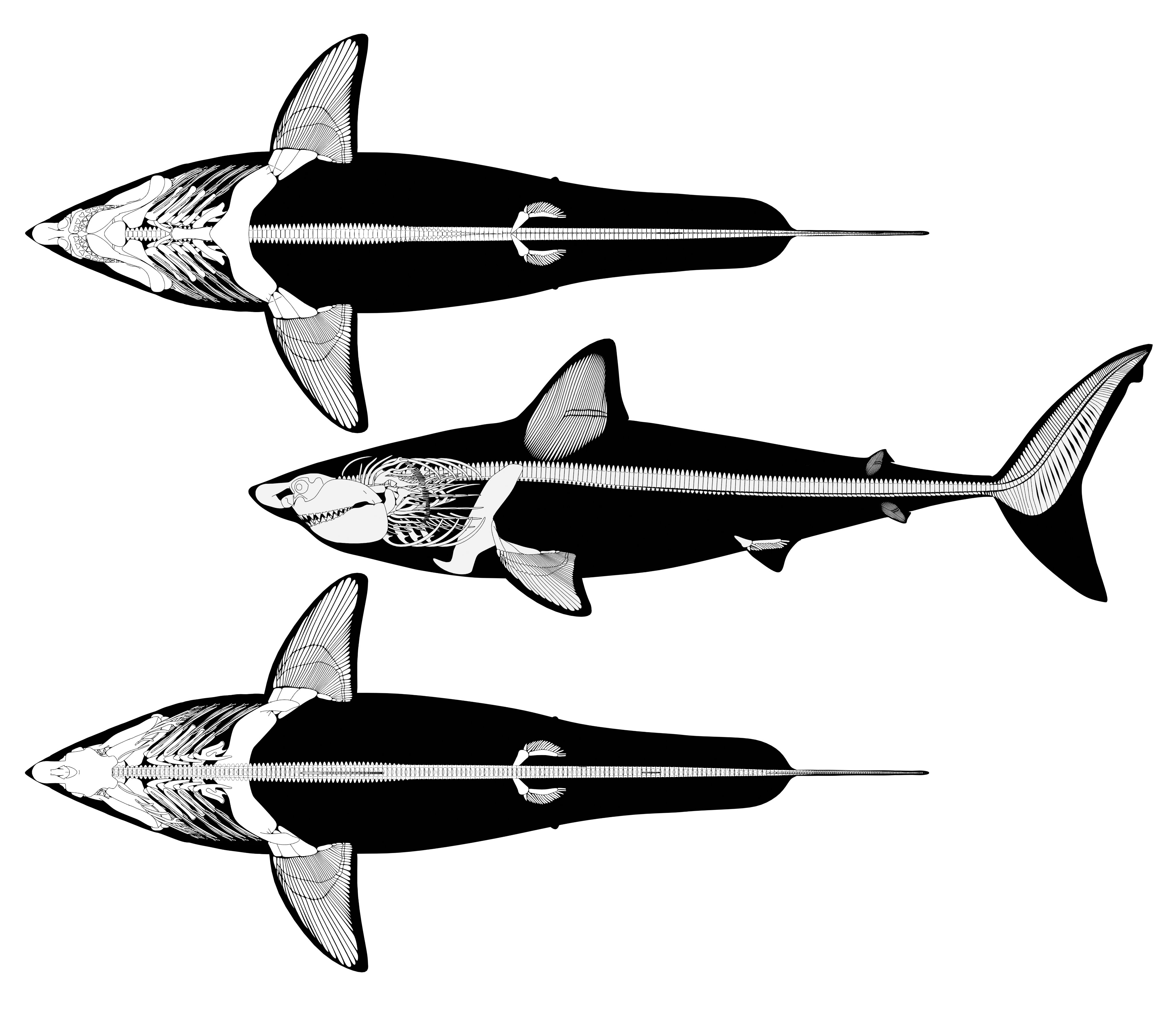 ディスプレイ・モニター本体 Otodus.megalodon Itoy Otodus Megalodon 1/35 Hell's Aquarium Display