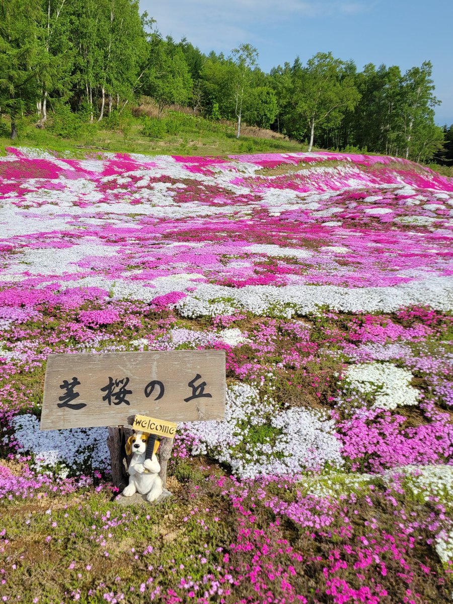 fulltimegoing's tweet photo. 北海道 ニセコ
朝五時出動の早起きさん🤭
満開🌸のamazing
さすがにエンジェルとのショットは撮れなかったけど 満足の朝ブォンブォン😎
 #三島さん家の芝桜 https://t.co/xh40MOnIwb