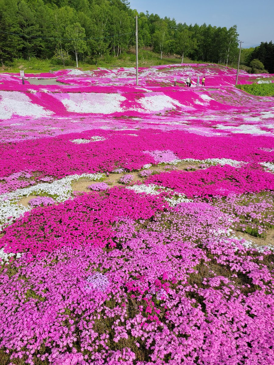 fulltimegoing's tweet photo. 北海道 ニセコ
朝五時出動の早起きさん🤭
満開🌸のamazing
さすがにエンジェルとのショットは撮れなかったけど 満足の朝ブォンブォン😎
 #三島さん家の芝桜 https://t.co/xh40MOnIwb