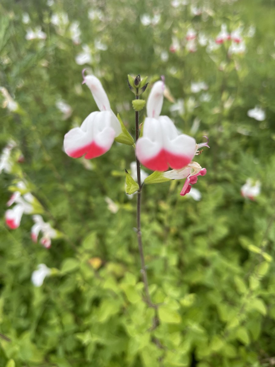 風で揺れてボケてますが😅
今朝　我が家のチェリーセージ(ホットリップス)畑も満開でした