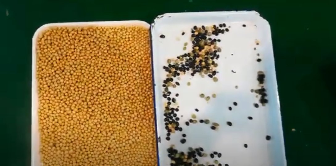 EchoChen635269's tweet image. AMD color sorter used to sort soybeans, the effect of sorting once and twice.
For more informaton, please contact me via whatsapp +86 177 360 77913.
#AMD #ColorSorter #Soybean #SortingTwice