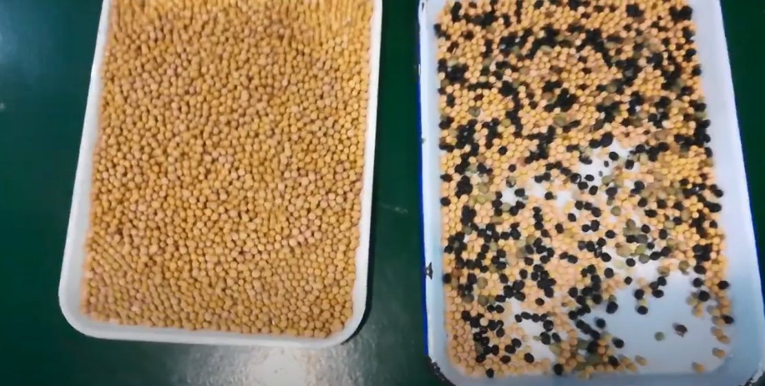 EchoChen635269's tweet image. AMD color sorter used to sort soybeans, the effect of sorting once and twice.
For more informaton, please contact me via whatsapp +86 177 360 77913.
#AMD #ColorSorter #Soybean #SortingTwice