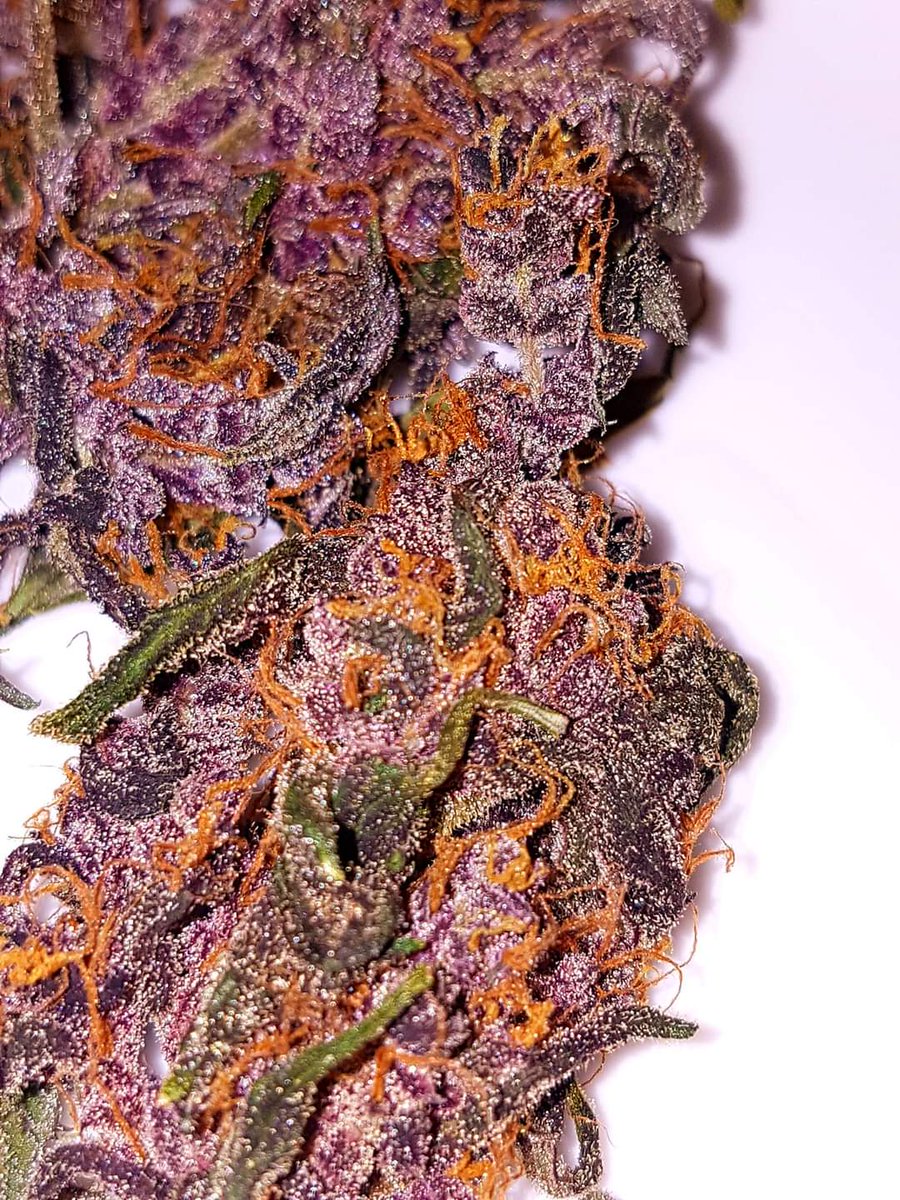 Beautiful Buds I grow Not for sale educational only Purple buds