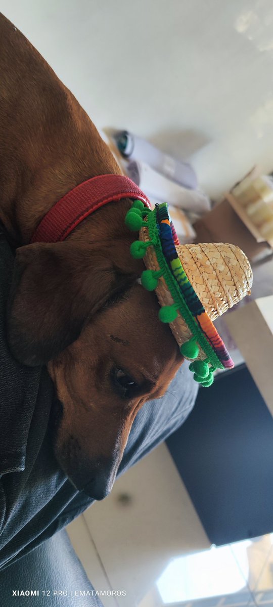 Mi perrito tiene un sombrero xD