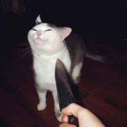 The Flower. tweet media