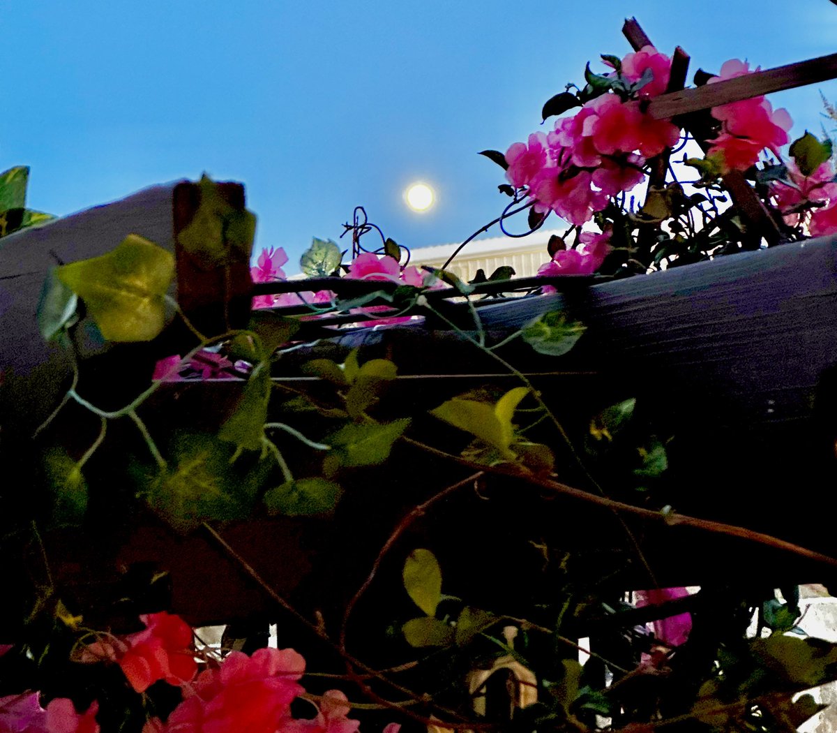 Some Native American tribes refer to the full Moon in May as the 'Flower Moon' because flowers spring forth across North America in abundance around this time. @NWSElPaso