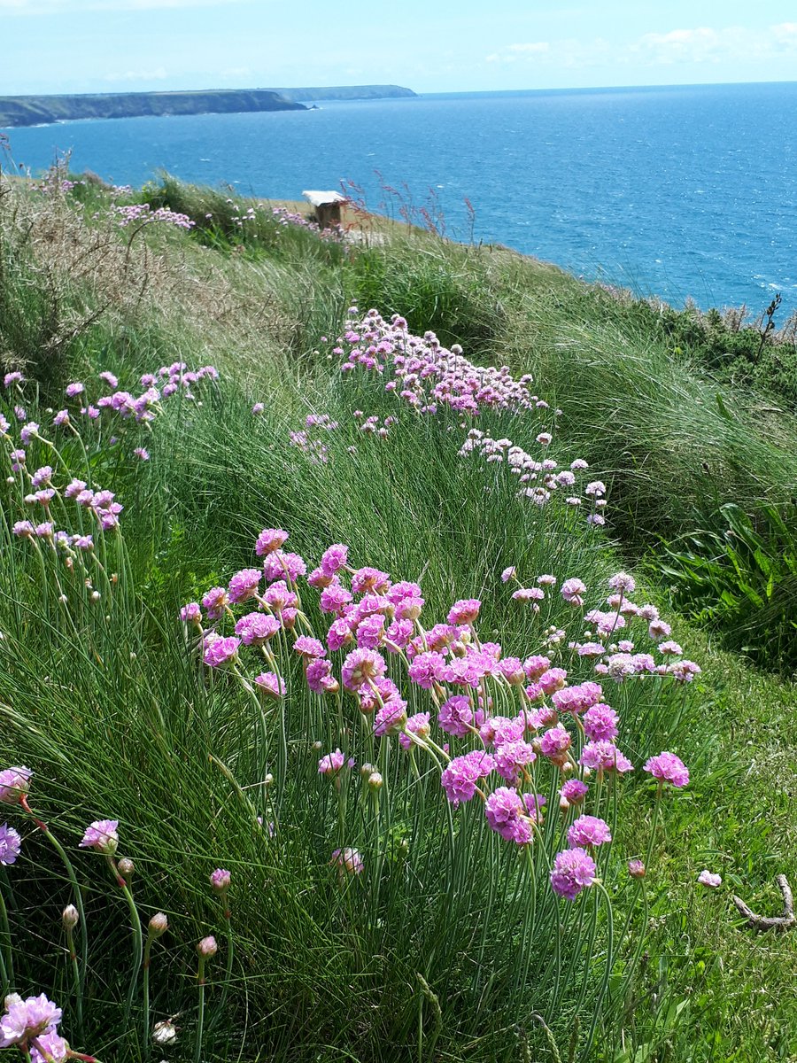 For a quick #relaxing break from UK politics, here's a photo of #thrift on a #coastalpath. Research has found that walking in #greenspace and #bluespace can #enhancewellbeing. Also just looking at photos of nature can trigger the #relaxationresponse. Great for #stressmanagement!