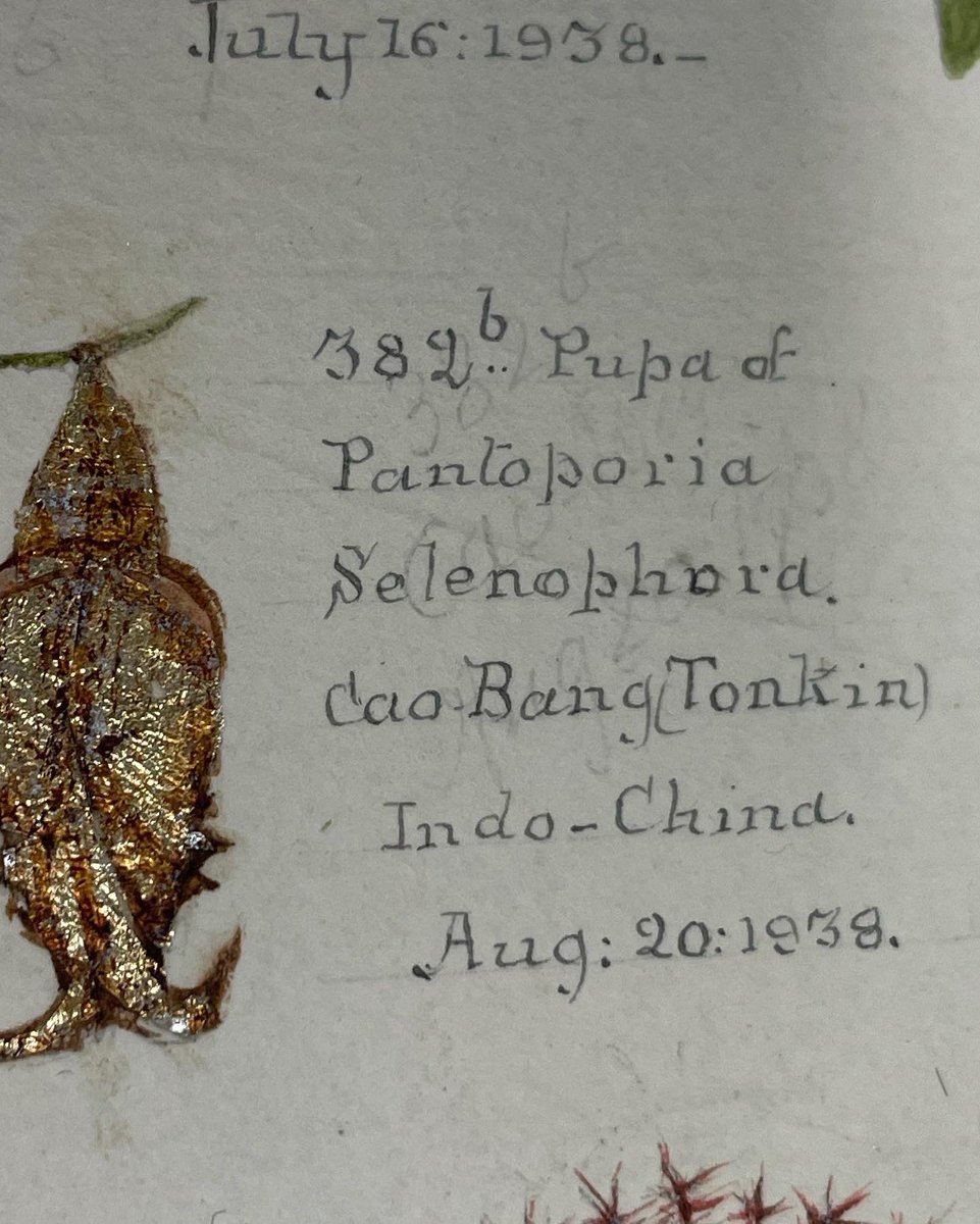 flygirlNHM's tweet image. 10 stories of insects, entomologists and the inspiration they provided

@RagsandRuby &amp;amp; I raided the @NHM_London collections as well exploring other collections &amp;amp; high tech labs (thanks @Entocycle)