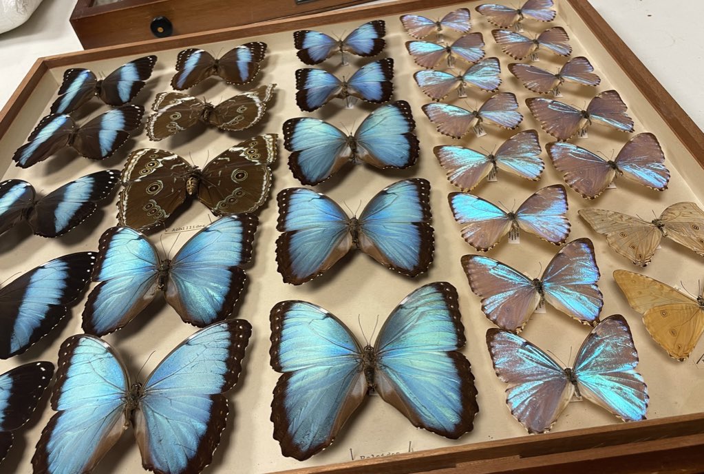 flygirlNHM's tweet image. 10 stories of insects, entomologists and the inspiration they provided

@RagsandRuby &amp;amp; I raided the @NHM_London collections as well exploring other collections &amp;amp; high tech labs (thanks @Entocycle)