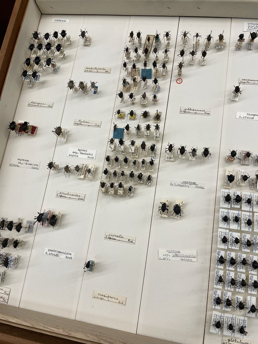 flygirlNHM's tweet image. 10 stories of insects, entomologists and the inspiration they provided

@RagsandRuby &amp;amp; I raided the @NHM_London collections as well exploring other collections &amp;amp; high tech labs (thanks @Entocycle)