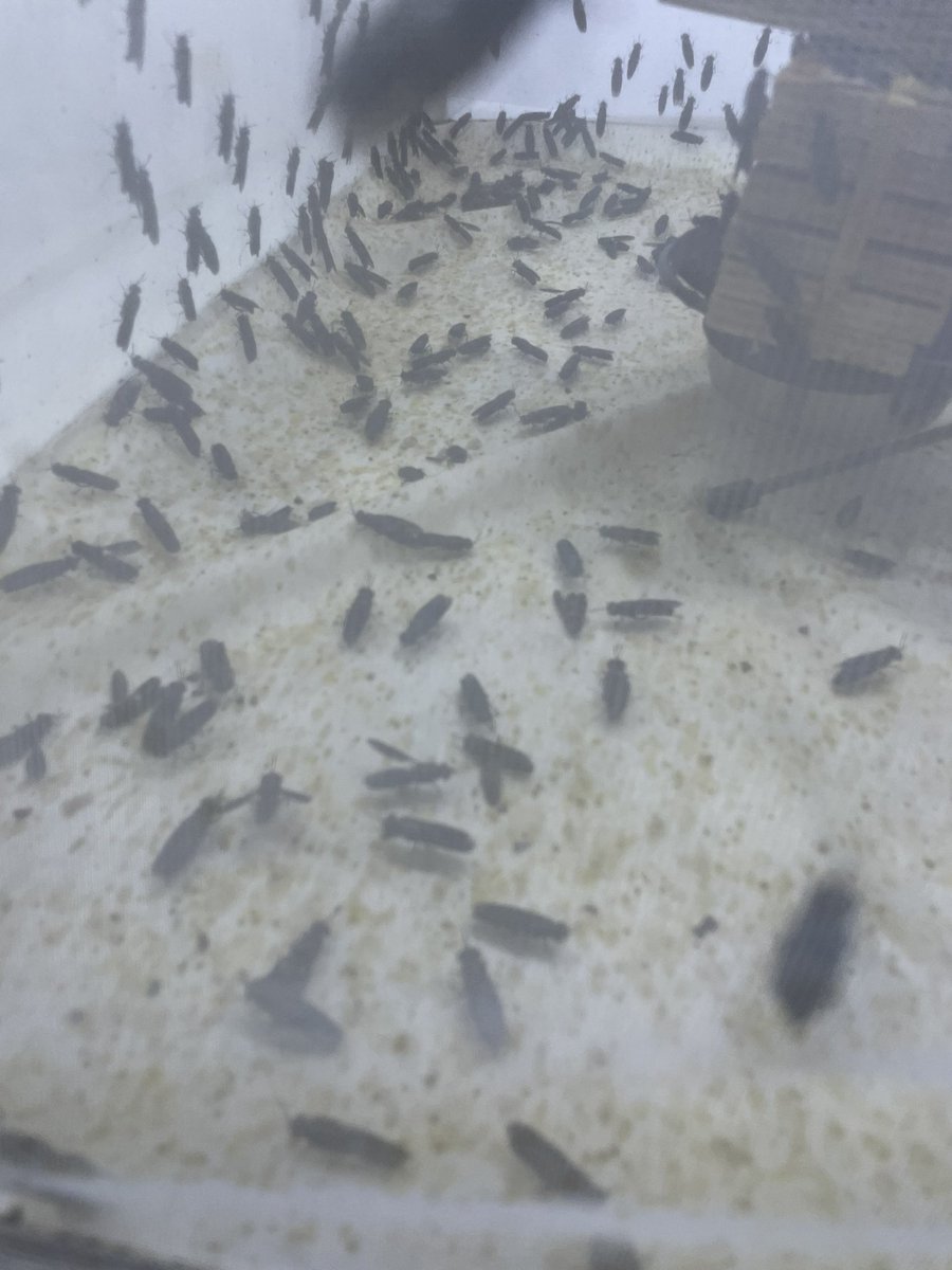 flygirlNHM's tweet image. 10 stories of insects, entomologists and the inspiration they provided

@RagsandRuby &amp;amp; I raided the @NHM_London collections as well exploring other collections &amp;amp; high tech labs (thanks @Entocycle)