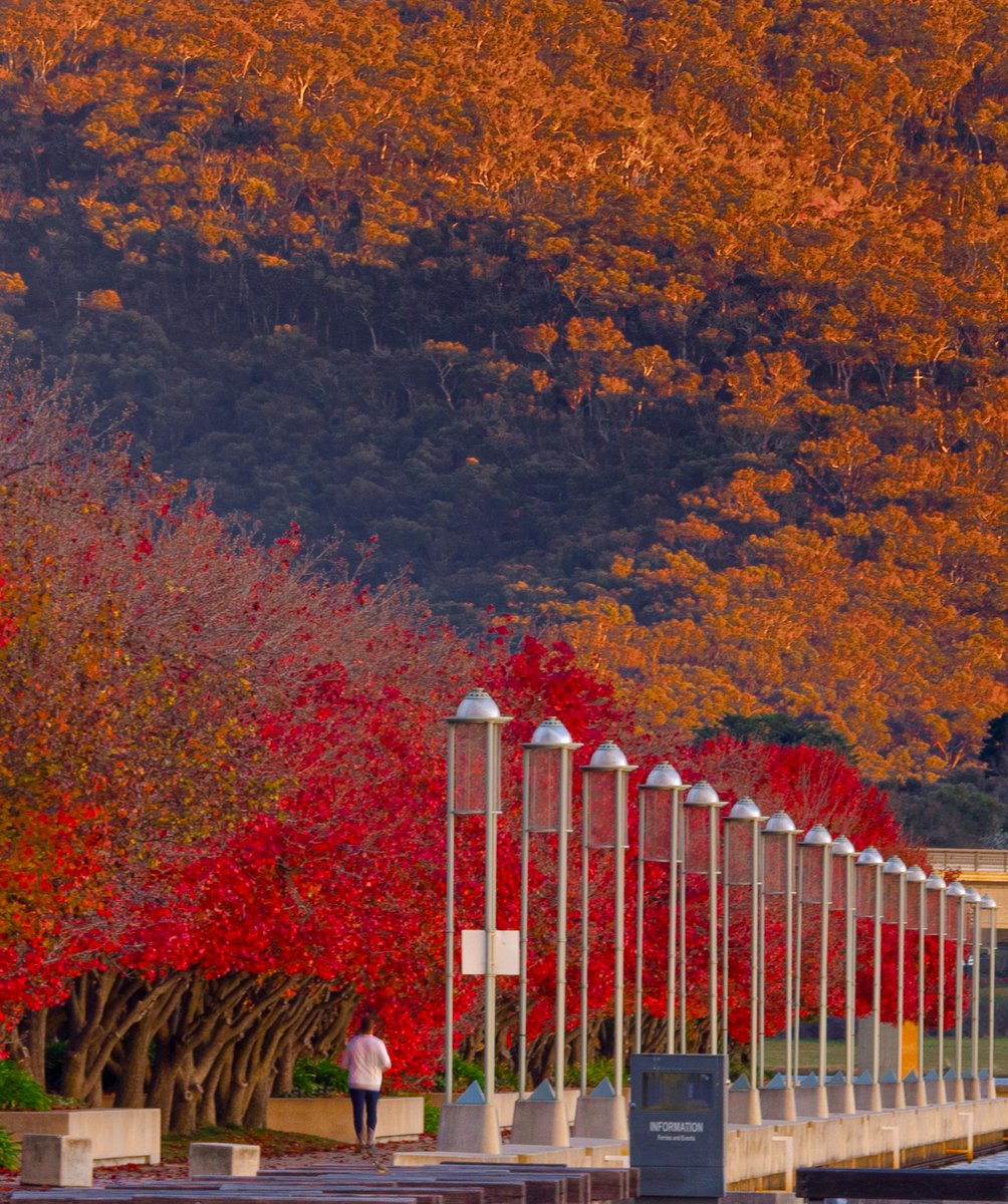 Walking towards winters, beautiful autumn, I am already missing you. Goodbye Thursday. 🍂🍂 . . . #throwbackthursday #lastdaysofautumn #besttimeoftheyear #canberra #sunrise #indiansummer @Australia @visitcanberra