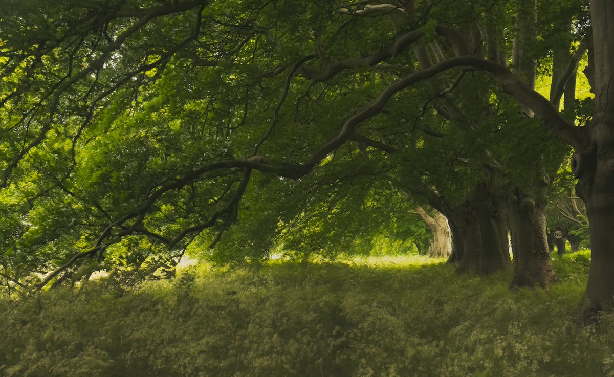 The greens are back 

@lovefordorset @itvweather @OutdoorPhotoMag @nikonownermag @VanguardPhotoUK @itvmeridian @big_ @AlexisGreenTV @BBCSouthWeather @SigmaImagingUK @AP_Magazine @Picfair @TelegraphPics @DorsetExplore @NikonD850