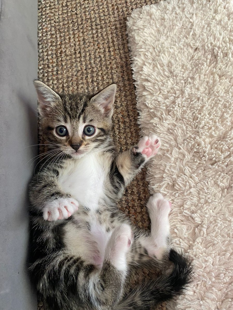 🌈🐮Lewdoween 🐮🌈 tweet media