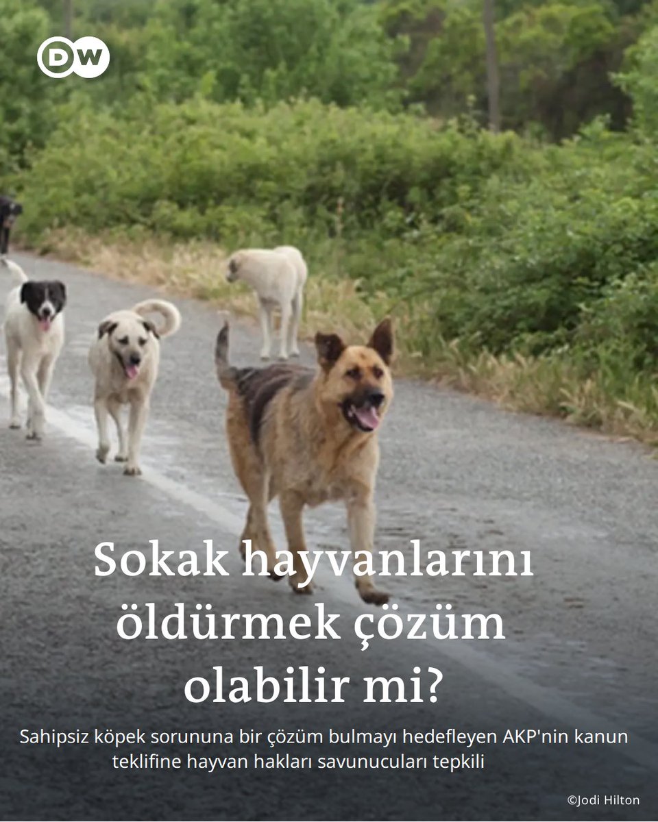 AKP'nin planladığı kanun teklifiyle 30 gün boyunca sahiplenilmeyen köpeklerin yaşamına iğne ile ilaç verilerek son verilecek Hayvan hakları savunucularına göre sorunun büyümesinden belediyeler sorumluyken cezalandırılan hayvanlar olacak Detaylar: dwturkce1.com/tr/yasa-teklif…