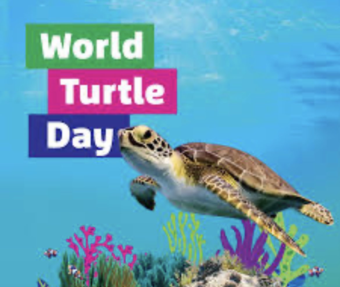 World Turtle Day 🐢 It is celebrated annually on May 23rd in countries all around the world. Its chief purpose is to make more people aware of the climate and hunting obstacles these beautiful creatures face, hoping to inspire more humans to protect them!  #UKPATHS
￼