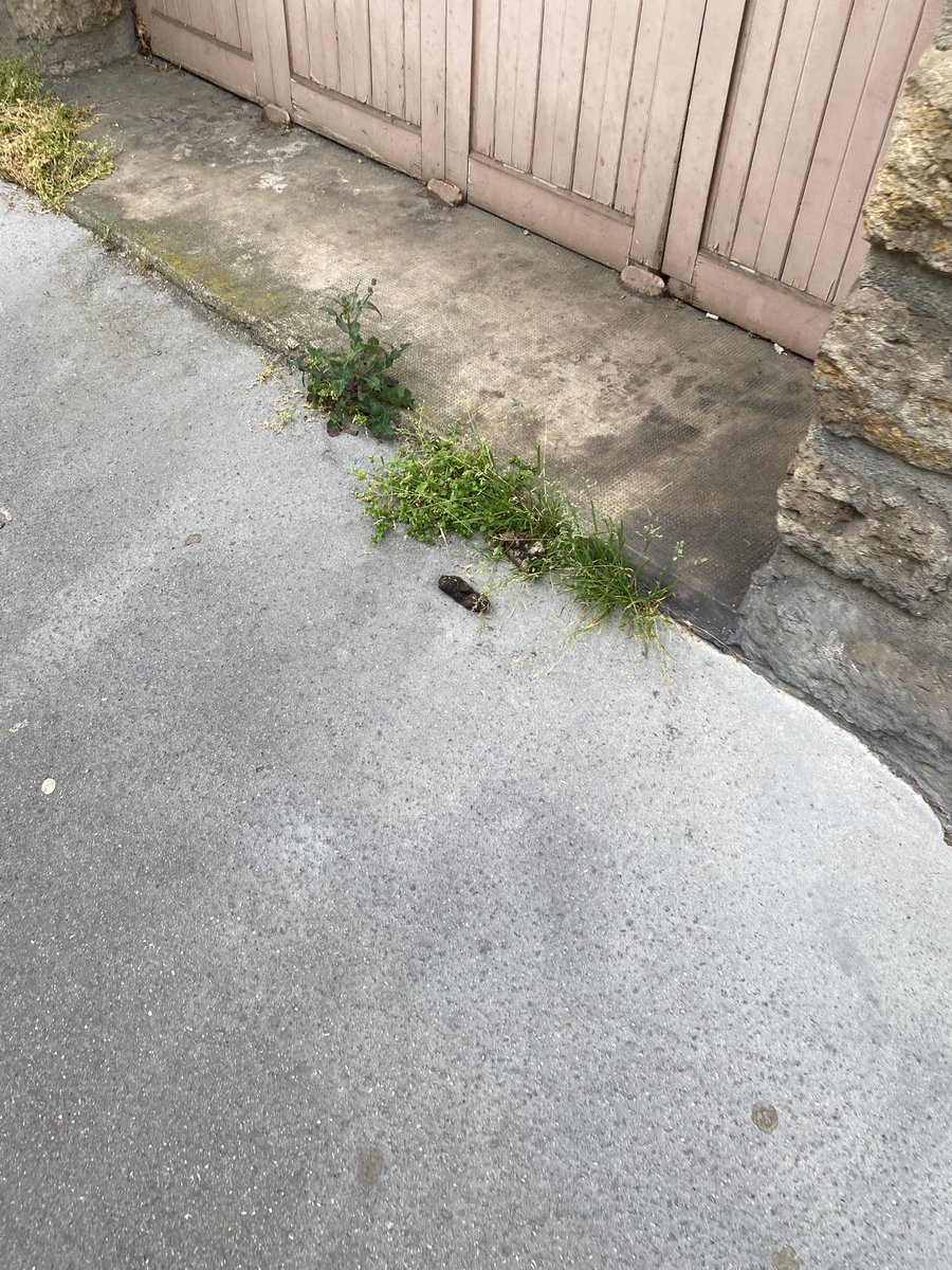 Bonjour @VilledeNancy, <a href="/mathieuklein/">MathieuKlein</a>, @Grand_Nancy, ce serait bien d’accélérer la lutte contre le fléau qui sévit sur nos trottoirs, en particulier sans le secteur Charlemagne. Ici, sur même pas 5m… difficile d’éviter tout ça avec la poussette de mes enfants. A votre écoute.
