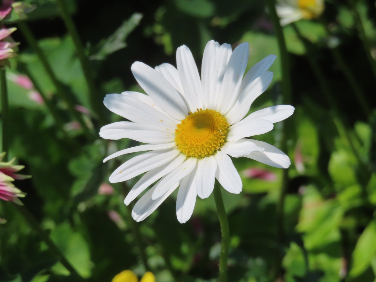 Daisy smiling at the world... X