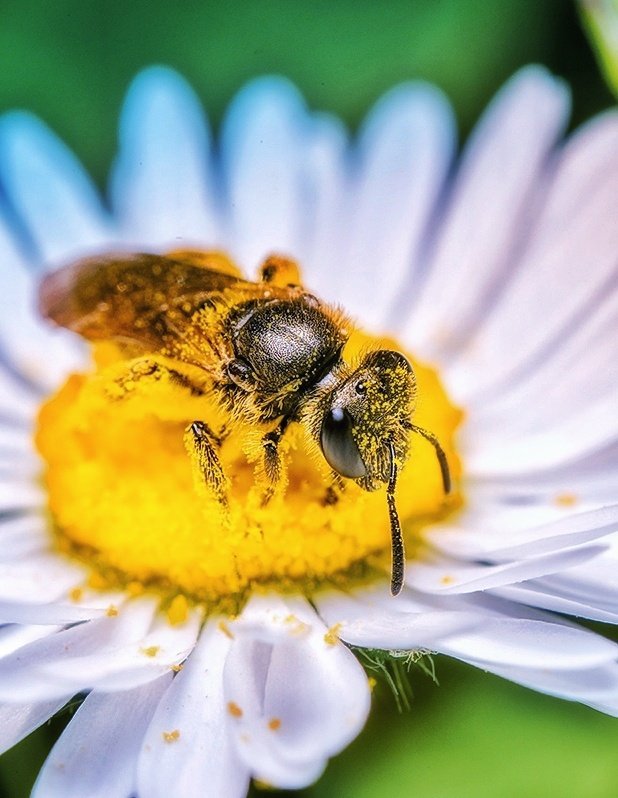 If you know this is just a lawn daisy, then you know just how tiny the bee is, sitting in it 🤗🐝 This tiny earth is amazing, right? 🤩📸 #nikon #nikoncreators #nature #bees @NikonEurope @NikonUSA @BBCEarth