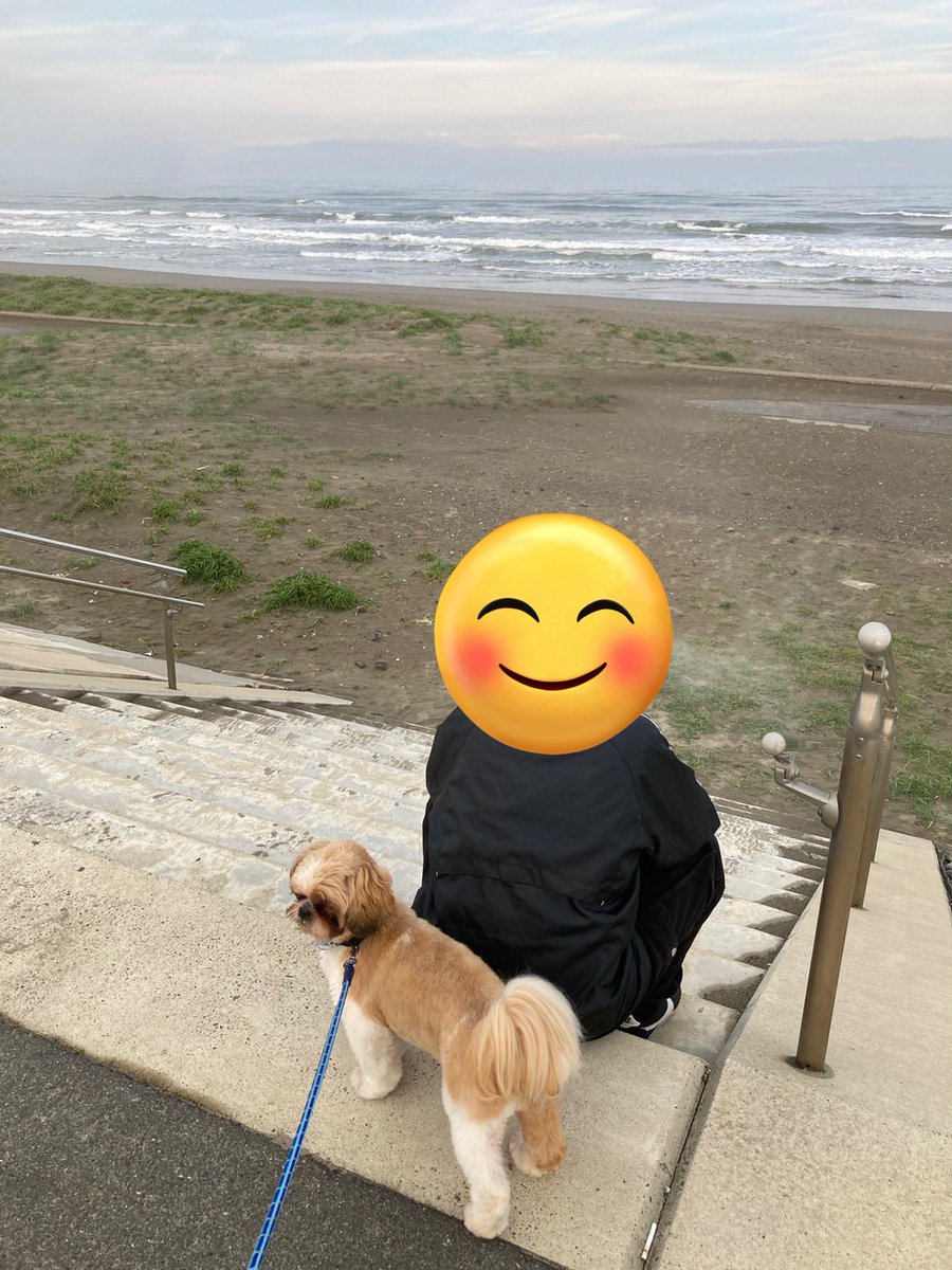 シーズー一歳 - البحث / X