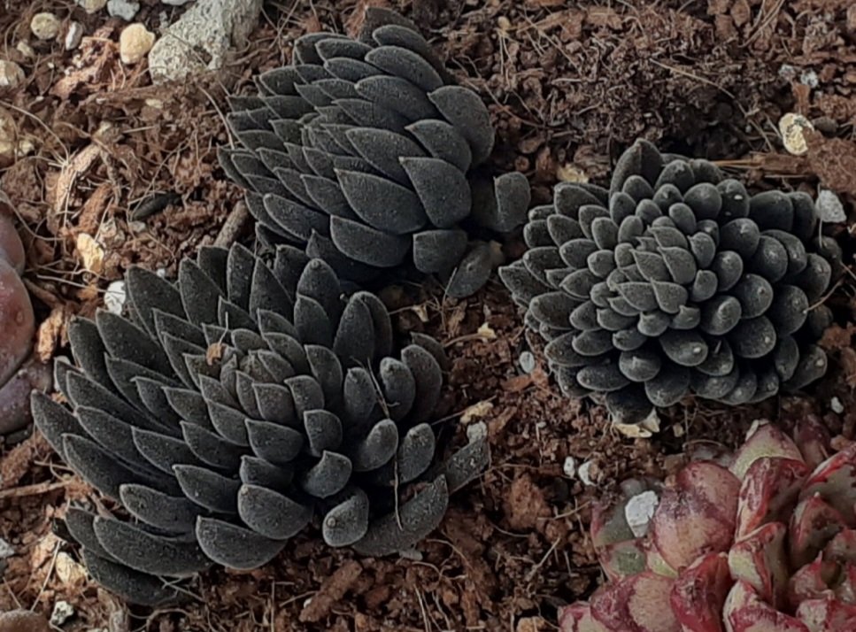 スマロが進化したꉂ🤣𐤔エイリアンかと思ったwww
元は4枚目www