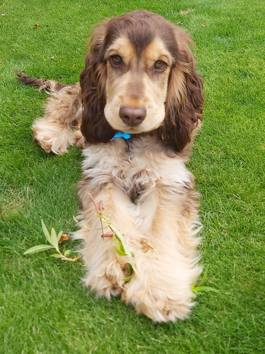 cocker_mollie's tweet photo. Throwback Thursday when we were both fluffy puppa's ##ThrowbackThursday https://t.co/F37tJTy7pU