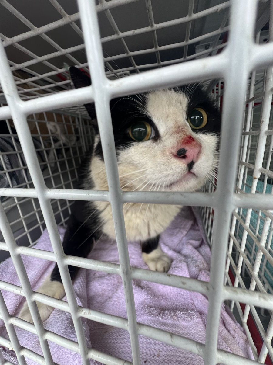 ARO Shane Lynn has had a furry frequenter visiting his garden looking a little worse for wear. Eventually caught in a trap the unneutered male was neutered, wormed and treated for fleas @RSPCA_official (52)