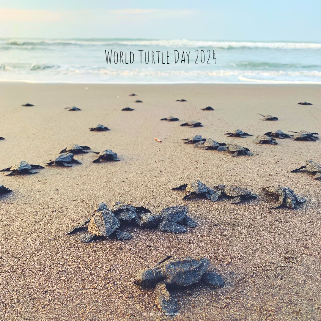 'Sponsored by the American Tortoise Rescue organisation, World Turtle Day seeks to educate people about how to properly care for turtles by helping them to survive the consequences of rapid habitat changes' - twinkl.co.uk/event/world-tu…. #homesittersltd #WorldTurtleDay #Turtle