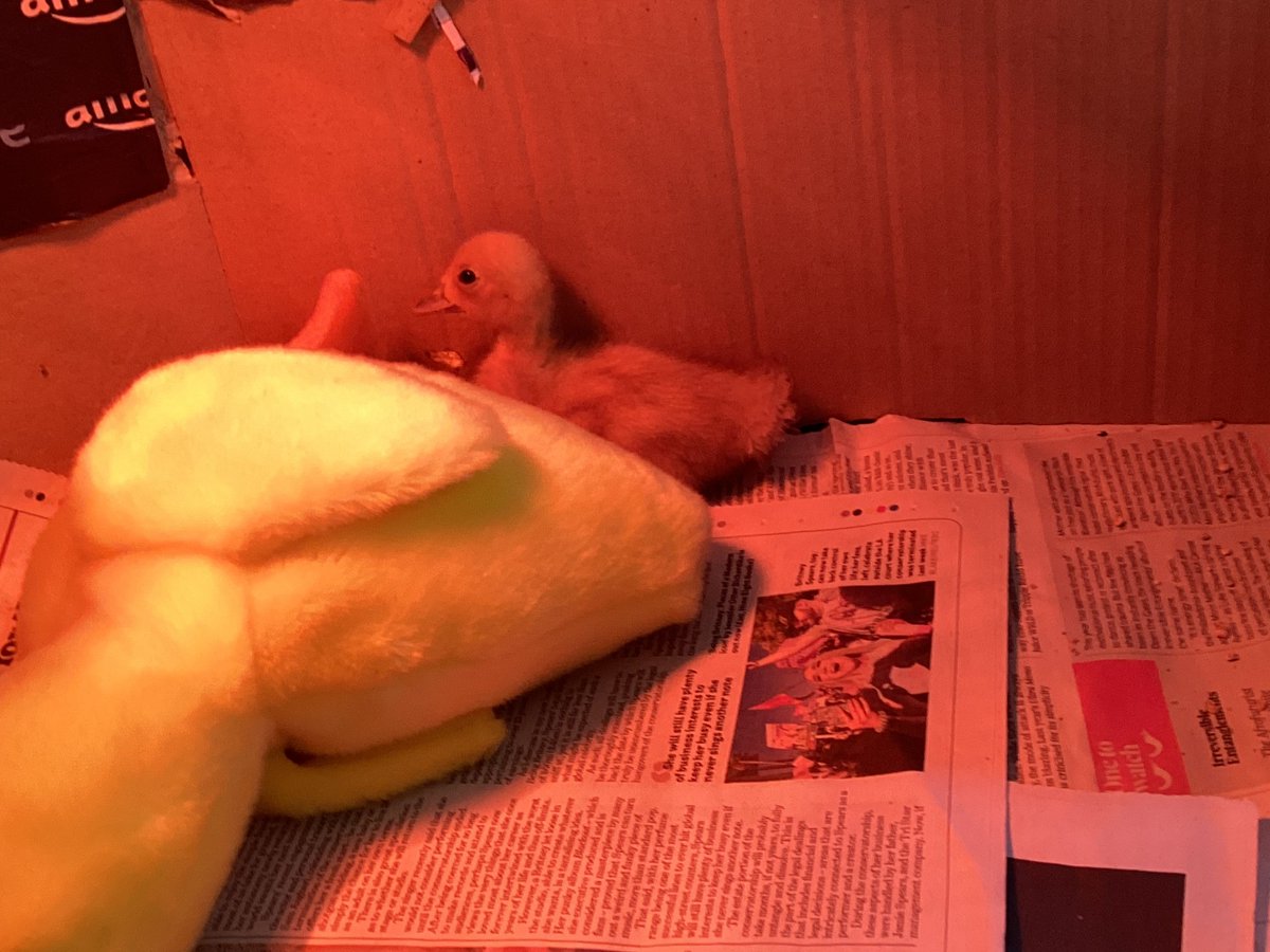 DeffordSchool's tweet photo. Willow the duckling is growing quickly. He loves to watch us all in Willow class and has been happy to meet Birch Class over the last couple of days 🙂 https://t.co/CSdzQjQ1K4