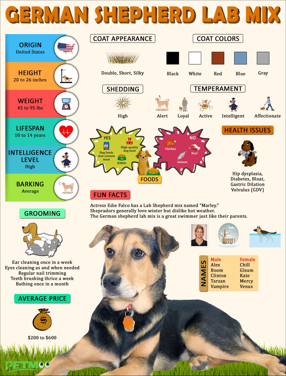 German Shepherd Lab Mix
#petmoo #pets #dogs #dogbreeds #doginfographic #germanshepherdlabmixinfographic #germanshepherdlabmix