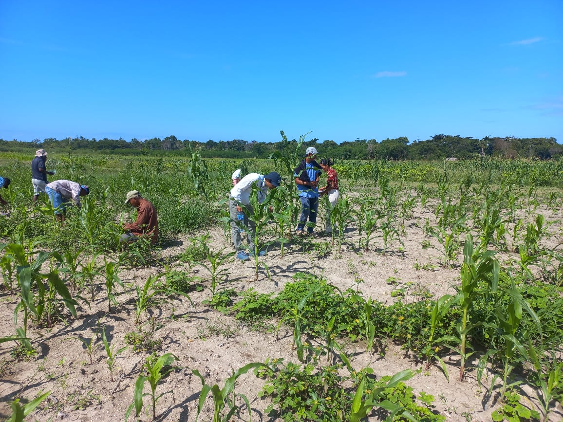 FAOTimorLeste's tweet photo. Laboratory 🔬 research orientation to the research staff at Betano Research Centre 🇹🇱. #bioassay, #maizecrop, #maizeprotection, #fallarmyworms, #faw, #pestscontrol, #foodresilience, #foodsecurity https://t.co/Wva2Bqnl5Z