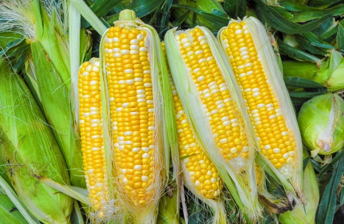 Hot, steaming Jiang Baba straight from the steamer! 🌽 This sweet, fragrant cornbread is a simple pleasure that's hard to resist. Have you tried it yet? #CornbreadLove #TraditionalCuisine