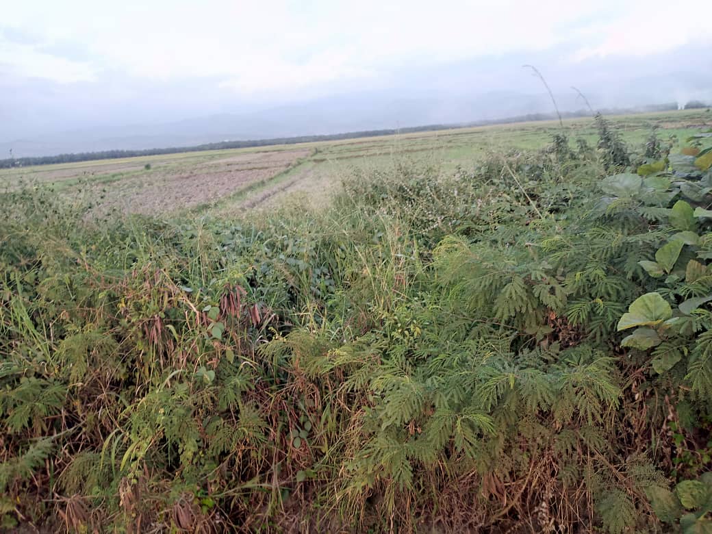 MagazineJimbere's tweet photo. 🌾 Les riziculteurs exploitant les périmètres rizicoles de #Randa et de Société Rizicole de #Développement de l'#Imbo, en @BubanzaProvince, se plaignent de l'absence d'eau dans les canaux d'irrigation reliant les champs. Le Directeur de la SRDI explique que "ce manque d'eau est due à la saison sèche qui approche, et c'est une situation récurrente chaque année"
🌊 Néanmoins, ce directeur indique qu'ils font de leur mieux pour alimenter les canaux d'irrigation à partir des rivières se trouvant à proximité
#Burundi #Agriculture