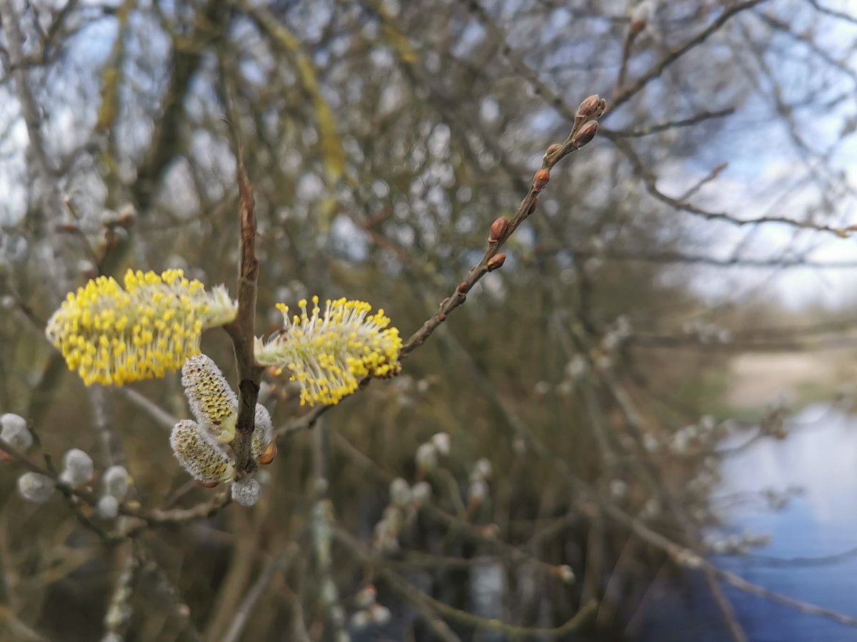 Nederland, geef jongeren wat te vieren op Wereldbiodiversiteitsdag! In deze open brief roepen jongeren de coalitiepartijen en de Tweede Kamer op om de Natuurherstelwet te steunen.
🌱soortennl.nl/nieuws/nederla…
#wereldbiodiversiteitsdag