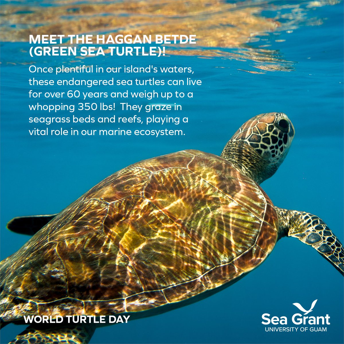 #WorldSeaTurtleDay is a reminder to protect these majestic creatures for future generations. The dedicated team at UOG Sea Grant has a program specifically monitoring these turtles, helping us ensure their survival. Let's all do our part to keep Guam's underwater world thriving!