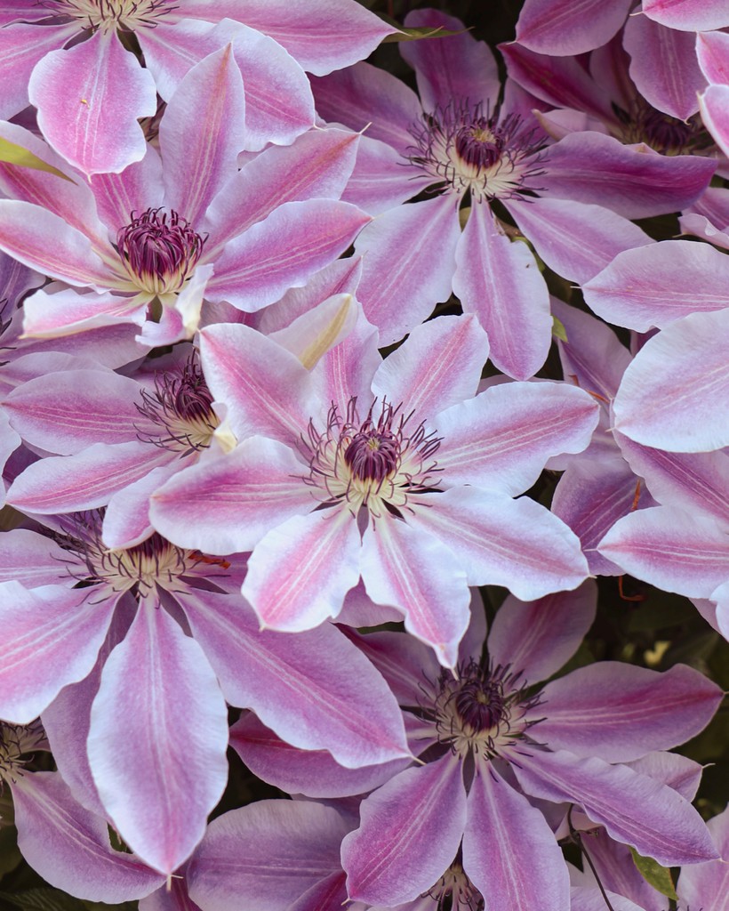 We’re captivated by the enchanting beauty of #Clematis ‘Nelly Moser’ in full #bloom. Did you know, Clematis are often referred to as the ‘Queen of #Climbers’? Known for their vigorous growth they can scale walls, trellises, and fences, creating an eye-catching vertical display.