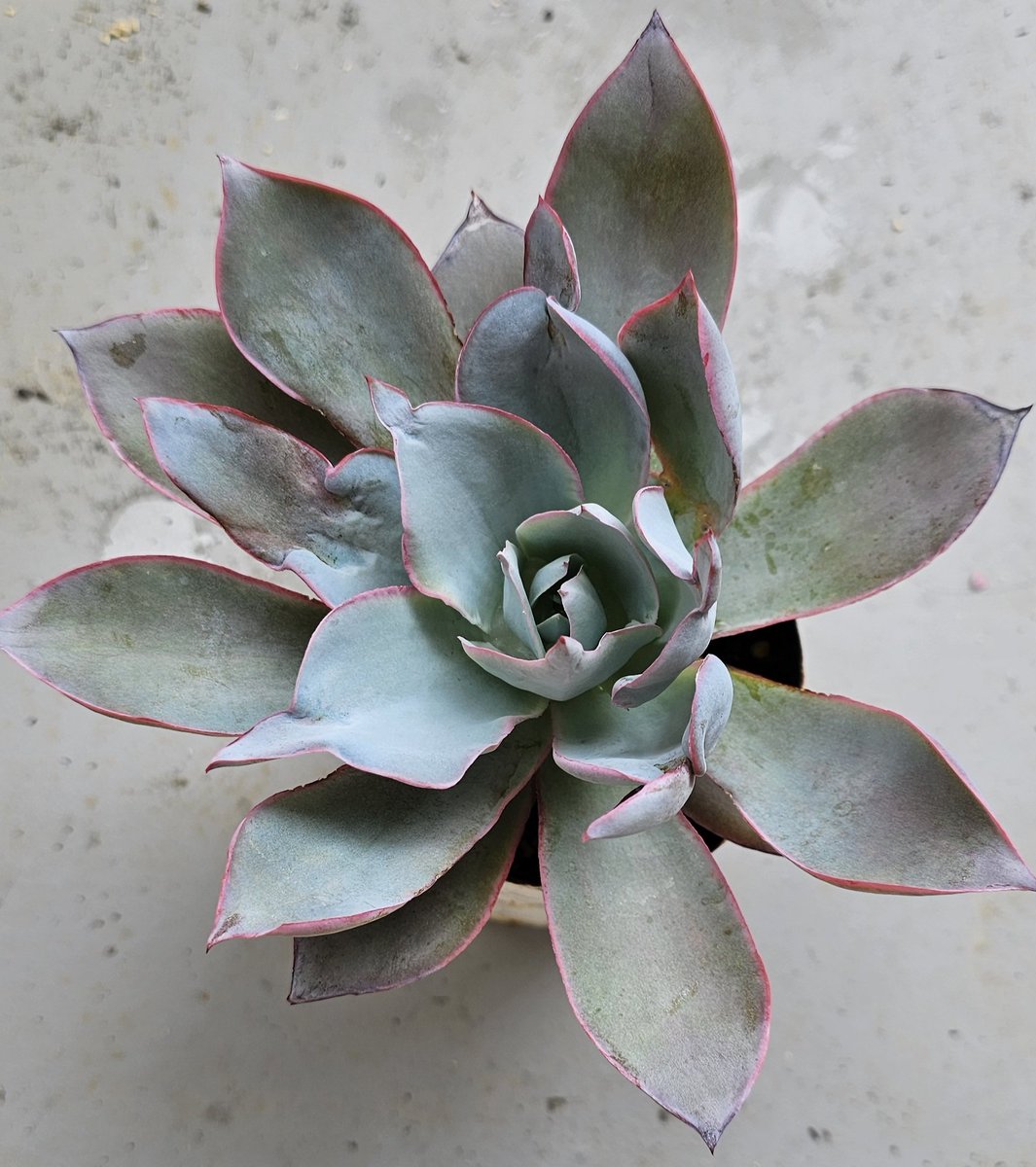 カンテの葉が変な形になってきているのは何故なのだろう…🤔
原因わかる方教えてください😭💦