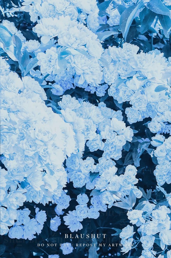 장미를 곁에 두는 계절