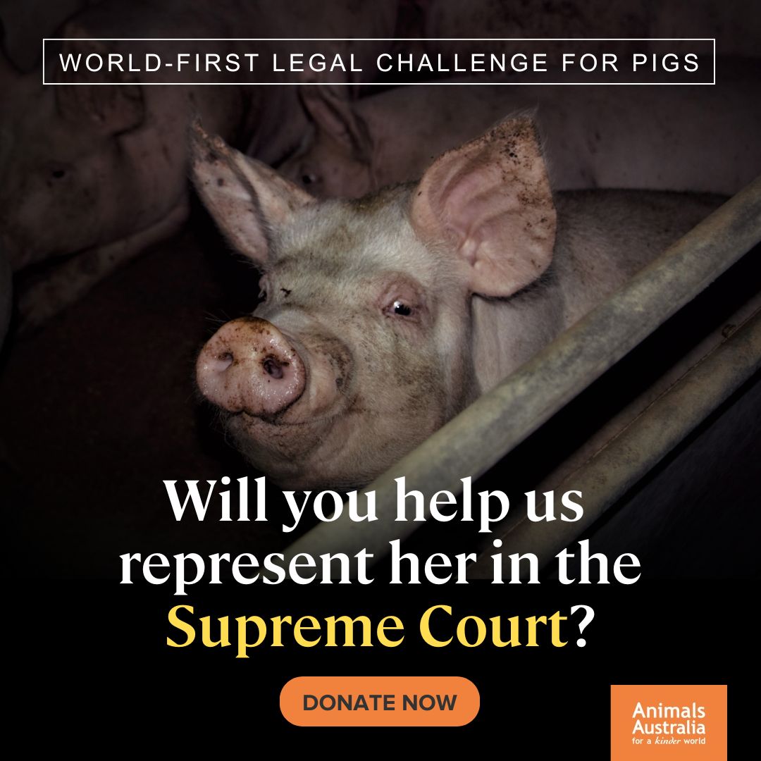 Every day in Australia, more than 12,500 pigs are forced to suffocate in gas chambers. It's excruciating and terrifying, and we will argue before a Supreme Court Judge — it is also illegal. Donate to support our legal fund for pigs today: animalsaus.co/4dUpPMi