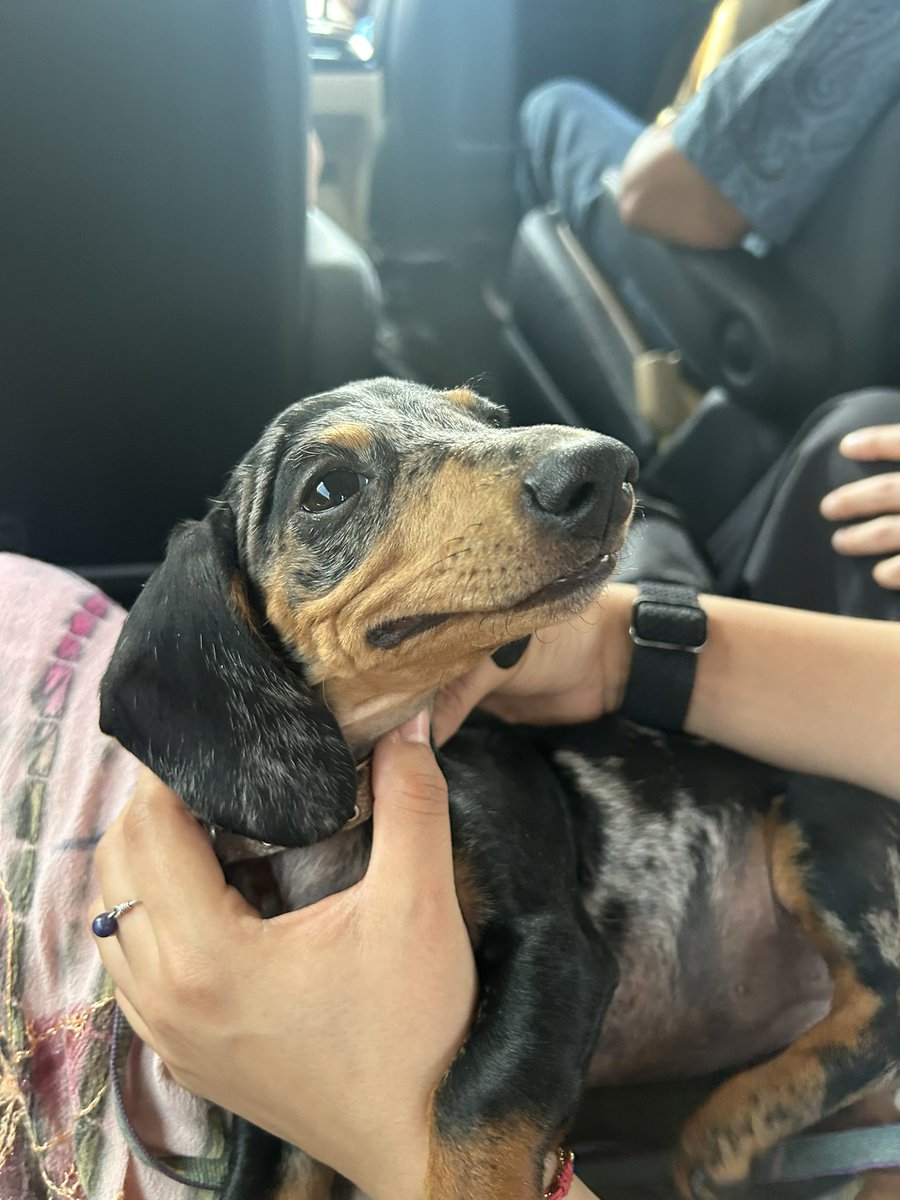 bbregza's tweet photo. Kiki manda a decir que ojalá hayan sonreído hoy!! 💛💛
#PetsCacheXPremiosHeat https://t.co/8Nw4LIIJHd