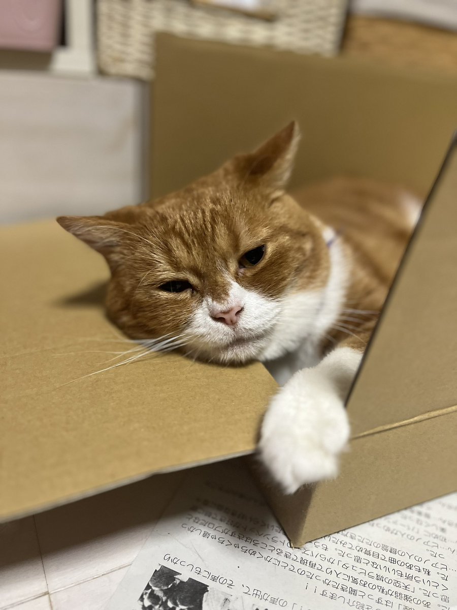 610tyangi's tweet photo. こんにちは〜(o^^o)

#ねこ #ネコ #猫 #キャット #CAT #cat https://t.co/n9y5CUYj25